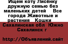 Ищем коту Лисёнку дружную семью без маленьких детей  - Все города Животные и растения » Кошки   . Сахалинская обл.,Южно-Сахалинск г.